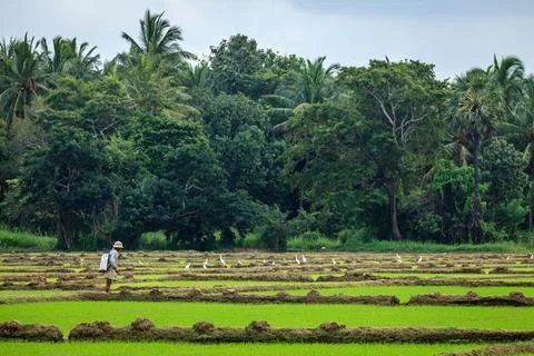 Farmer in rice fields with cattle egrets, Polonnaruwa, Sri Lanka Stock Photos