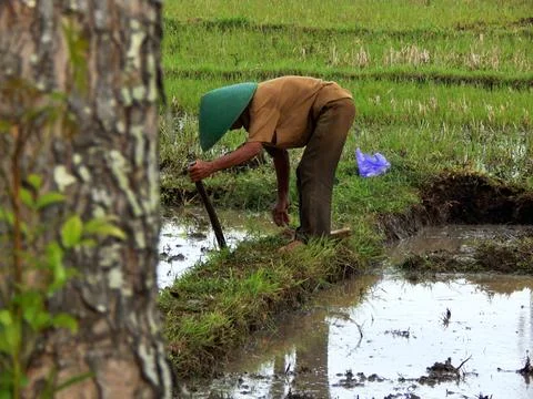 A farmer in the rice fields Stock Photos