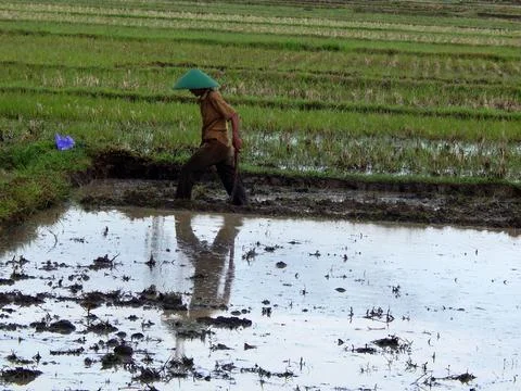 A farmer in the rice fields Stock Photos