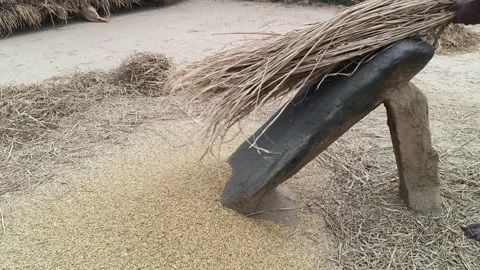 Farmer Rice plants thrashed on the rock. Vidéo 324719207