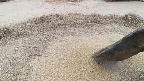 Farmer Rice plants thrashed on the rock. Видео 324719211
