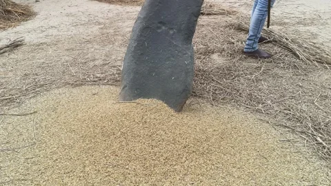 Farmer Rice plants thrashed on the rock. 库存影片 324719302