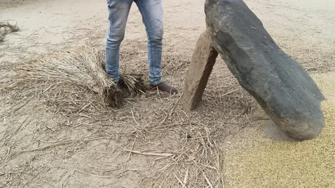 Farmer Rice plants thrashed on the rock. Stockbeeldmateriaal 324719339