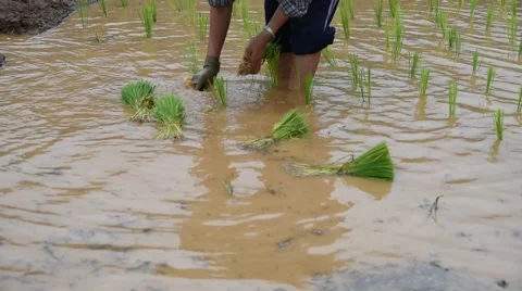 Farmer rice seedling. Stock Footage 52616866