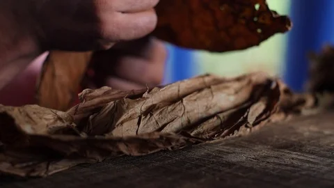 A Farmer Rolls Cigars Inside A Traditional Tobacco Barn Vinales Valley Cuba Vidéo 93489120