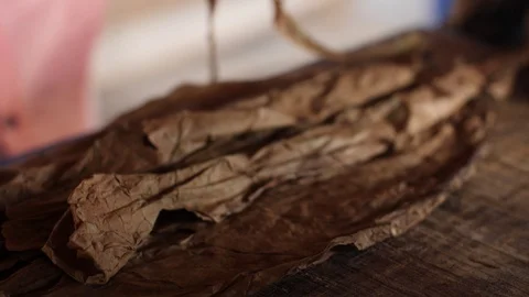A Farmer Rolls Cigars Inside A Traditional Tobacco Barn Vinales Valley Cuba Vidéo 93489266