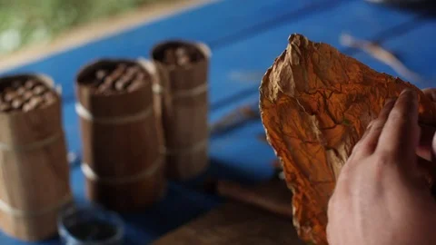 A Farmer Rolls Cigars Inside A Traditional Tobacco Barn Vinales Valley Cuba Stockbeeldmateriaal 93489491