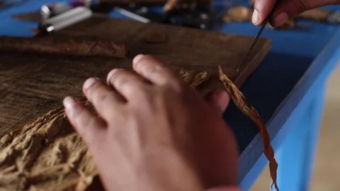 A Farmer Rolls Cigars Inside A Traditional Tobacco Barn Vinales Valley Cuba Vidéo 93489575