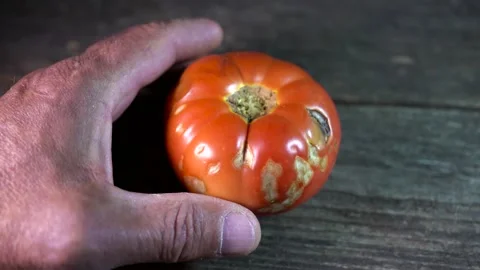 Farmer rotating, inspecting the rotten tomato Stock Footage 314281355