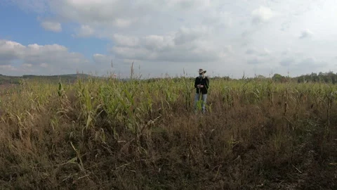 Farmer at rotten corn field Stock Footage 171538135