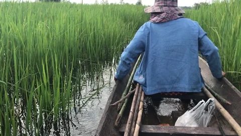 Farmer rowing boat though on rice field flooding Stock Footage 157548046