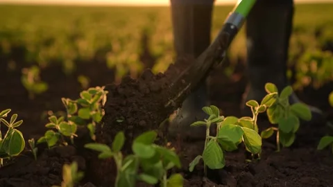 Farmer rubber boots digs ground sunset, farming business concept, agriculture Stock Footage 258988511