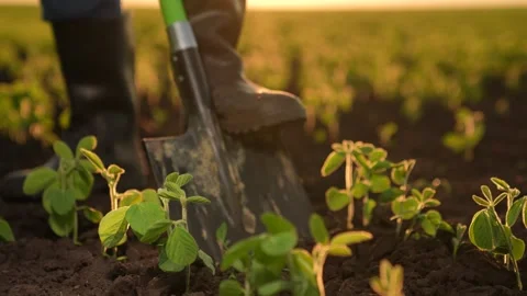 Farmer rubber boots digs ground sunset, farming business concept, agriculture Stock Footage 265761020