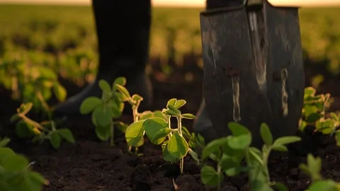 Farmer rubber boots digs ground sunset, farming business concept, agriculture Stock Footage 270129273