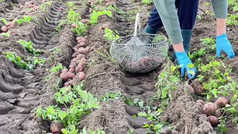 Farmer in Rubber Boots Gathering Fresh Potatoes into Wicker Basket along Field 스톡 동영상 345694969