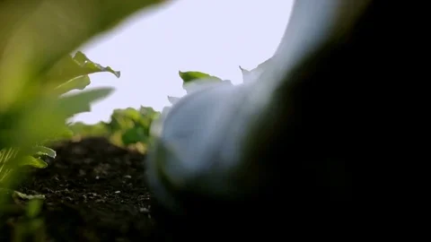Farmer in rubber boots at sunrise. Close up. Slow motion Stock Footage 77144875