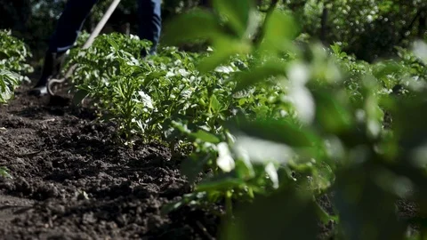 A farmer in rubber boots using a tool weeds a potato field. Manual labor Stock Footage 108524256