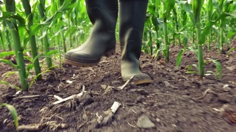 Farmer in rubber boots walking through corn maize field 스톡 동영상 78500718