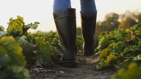 Farmer in rubber boots walks between rows of beets in the field Stock Footage 118589851