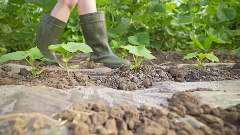 A farmer in rubber boots walks between the rows of growing cucumbers. Stock-Footage 143386840