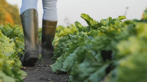 Farmer in rubber boots walks between rows of beets in the field Stock Footage 280550545
