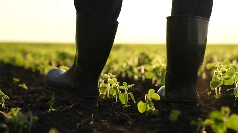 Farmer rubber boots walks through field sunset. Agriculture. green soybean Stock Footage 266991373