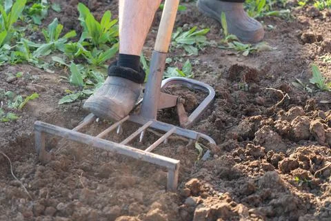 A farmer in rubber overshoes digs up the ground with a ripper shovel. Hand cu Foto stock