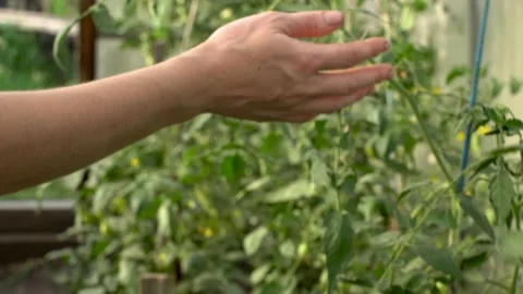 Farmer is running his hand over green leaves of tomato plants in the greenhouse Stock Footage 191363945