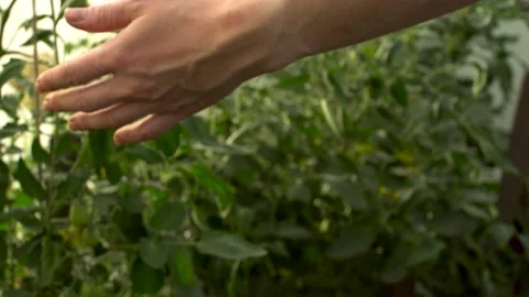 Farmer is running his hand over green leaves of tomato plants in the greenhouse Stock Footage 191363954
