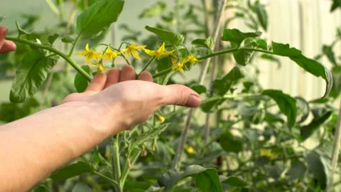 Farmer is running his hand over leaves and flowers tomato plants in a greenhouse Stock Footage 191364567