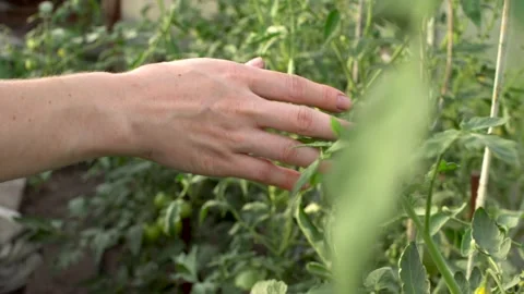 Farmer is running his hand over green leaves of tomato plants in the greenhouse Stock Footage 191366010