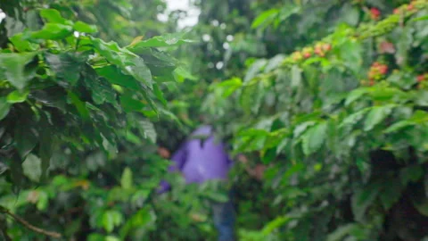 Farmer Running – Slow-Motion Back View Colombia Coffee Tree Video stock 317506102