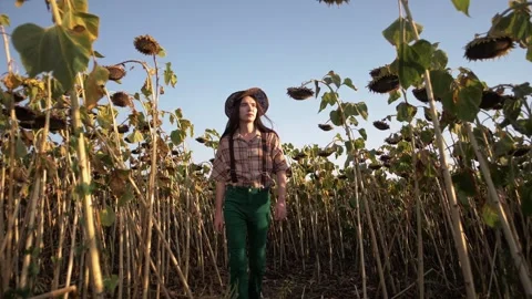 Farmer in rustic stylish clothes walks through a large field of sunflowers Stock Footage 264511611
