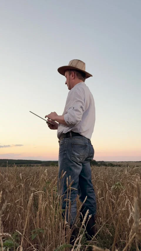 Farmer s daily tasks in wheat fields, rural development in agriculture, facing Stock Footage 315532481