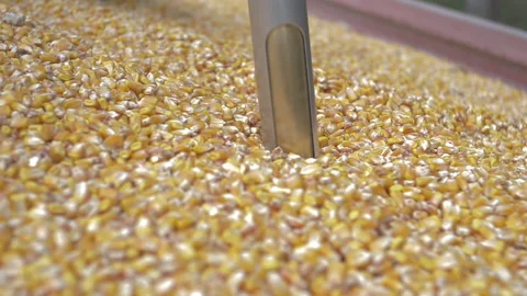 Farmer Sampling Harvested Corn Grain Stock Footage 141141436