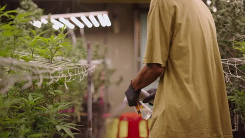 Farmer sanitizing trimming scissors before cropping in a weed plantation Stock Footage 235555124