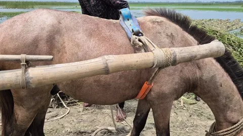 Farmer Securing Harness And Bamboo Cart To Horse Video stock 340195962