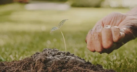Farmer seeding sapling in ground. old man caring about reforesting. farming Stock Footage 92443105