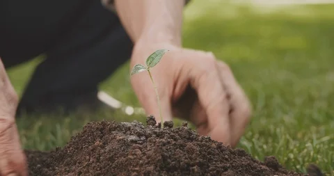 Farmer seeding sapling in ground. old man caring about reforesting. farming Stock Footage 92444076