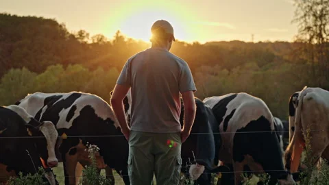 Farmer Seen from Behind Among Dairy Cows at Sunset Stock Footage 344563400