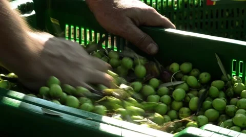 Farmer selecting olives Stock Footage 42972512