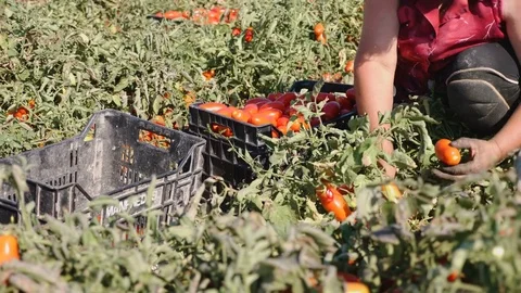 Farmer selecting tomatos during summer harvesting in south of Italy Stock-Footage 80099291
