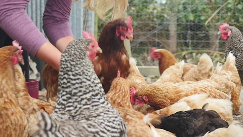 Farmer selects hen Stock Footage 148494735