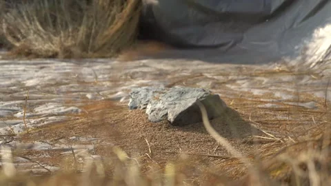 A farmer separating paddy from straws manually Stock Footage 270865128