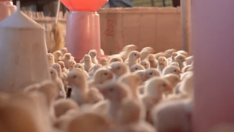 The farmer is separating the small broil... | Stock Video | Pond5