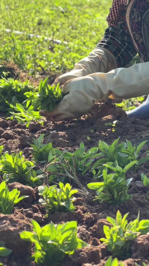 A farmer sets basil seedlings into cultivated soil beds along structured 库存影片 333578913