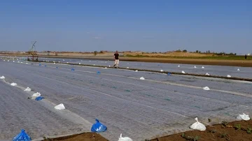The farmer sets up typhon system during cabbage irrigation. Stock Footage 85998621