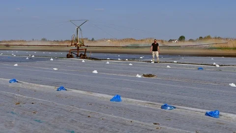 The farmer sets up typhon system during cabbage irrigation. Stock Footage 85999055