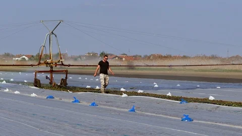 The farmer sets up typhon system during cabbage irrigation. Stock Footage 85999318