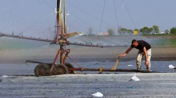 The farmer sets up typhon system during cabbage irrigation. Stock Footage 86009179